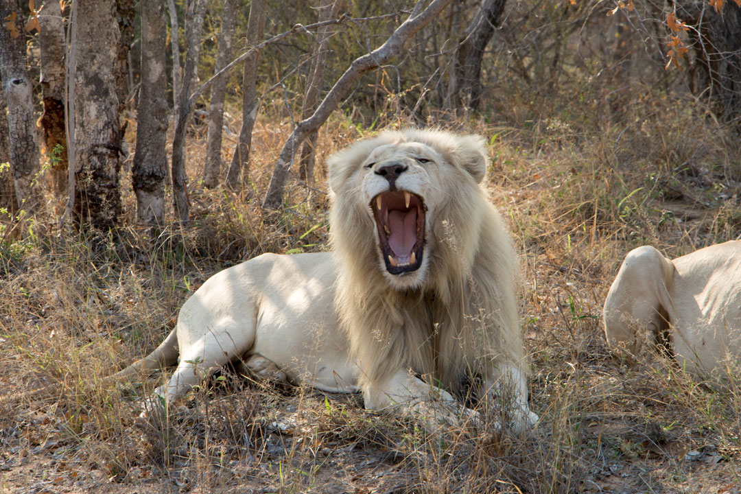 Global White Lion Protection Trust